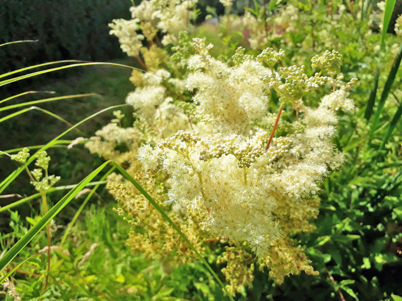 Filipendula ulmaria - Mädesüß